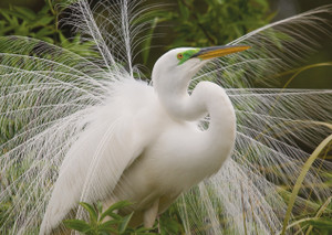Great Egret Notecard - Pack of 6