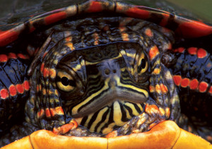 Midland Painted Turtle Notecard - Pack of 6