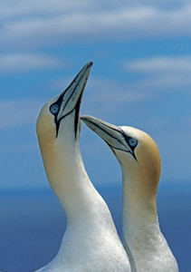 Northern Gannets Notecard - Pack of 6