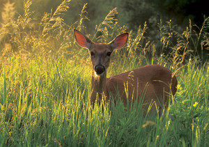 White-tailed Deer Doe Notecard - Pack of 6