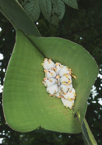 Honduran White Tent Bats Notecard - Pack of 6