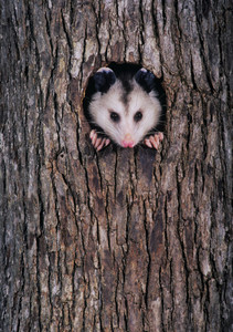 Virginia Opossum in Tree Trunk Notecard - Pack of 6