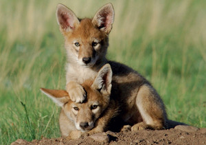 Coyote Pups Notecard - Pack of 6