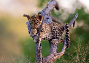 Leopard Cub Notecard - Pack of 6