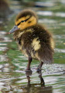 Mallard Duckling Notecard - Pack of 6