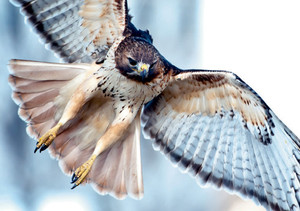 Red-tailed Hawk Notecard - Pack of 6