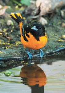 Baltimore Oriole Notecard - Pack of 6