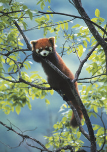 Red Panda Notecard - Pack of 6