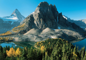 Larch Trees in Autumn below Mount Assiniboine Notecard - Pack of 6