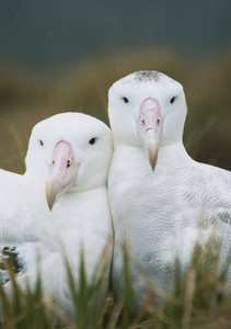 Wandering Albatross Notecard - Pack of 6