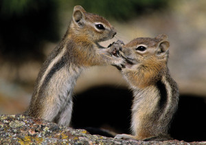 Golden-Mantled Ground Squirrels Notecard - Pack of 6