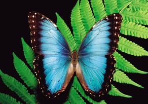 Blue Morpho Butterfly Notecard - Pack of 6