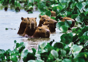 Capybara Notecard - Pack of 6