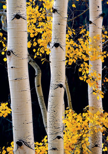 Aspen Forest, Maroon Bells-Snowmass Wilderness Notecard - Pack of 6