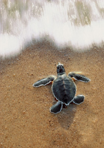 Green Sea Turtle Hatchling Notecard - Pack of 6