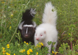 Albino Striped Skunk With a Sibling Notecard - Pack of 6