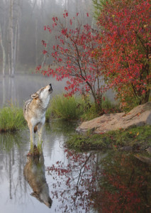 Howling Gray Wolf Notecard - Pack of 6