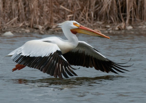 American White Pelican Notecard - Pack of 6