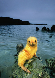 Antarctic Fur Seal Pup, Blonde Morph  Notecard - Pack of 6