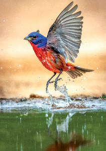 Painted Bunting Notecard - Pack of 6