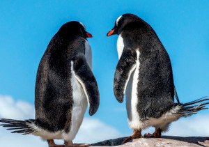 Gentoo Penguin Pair Notecard - Pack of 6