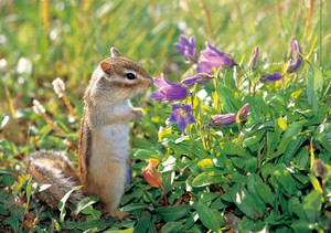 Siberian Chipmunk Notecard - Pack of 6