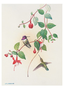 Costa's Hummingbirds Notecard - Pack of 6