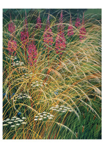 Rosebay Willowherb with Dried Grasses Notecard - Pack of 6