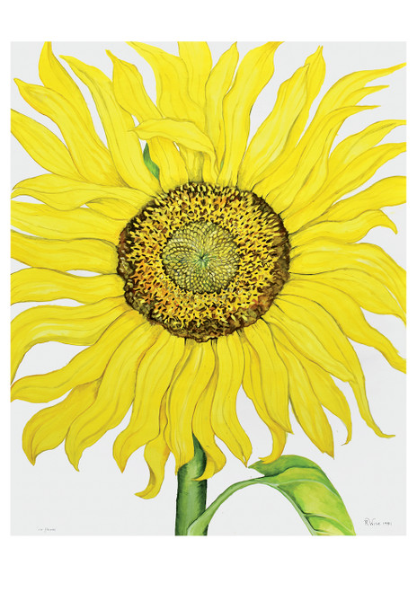 Rosalind Wise: Sunflower Birthday Card - Pack of 6