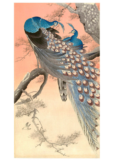 Ohara Koson (Sh?son): Two Peacocks on the Branch of a Tree Notecard