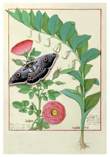 Robinet Testard: Rose, Solomon's Seal and Moth Postcard