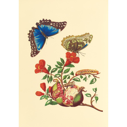 Maria Sibylla Merian: Pomegranate and Blue Morpho Butterfly Notecard