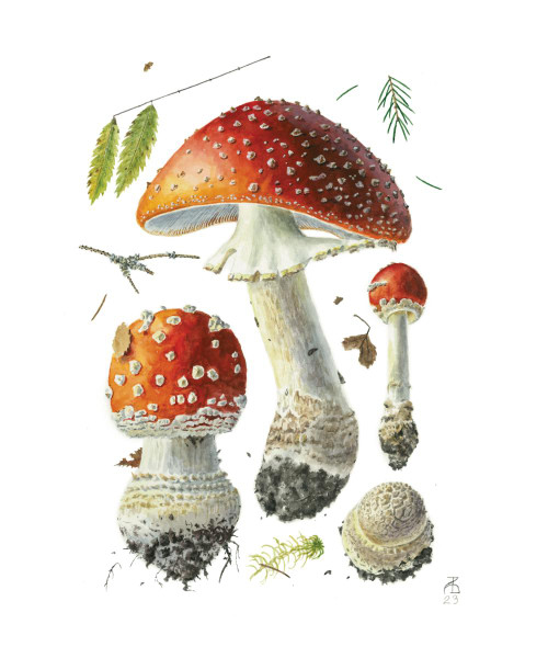 Alexander Viazmensky: Amanita muscaria Notecard