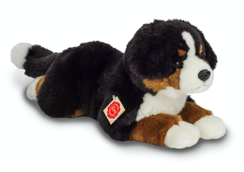 Hermann Teddy Bernese Mountain Dog lying 40 cm