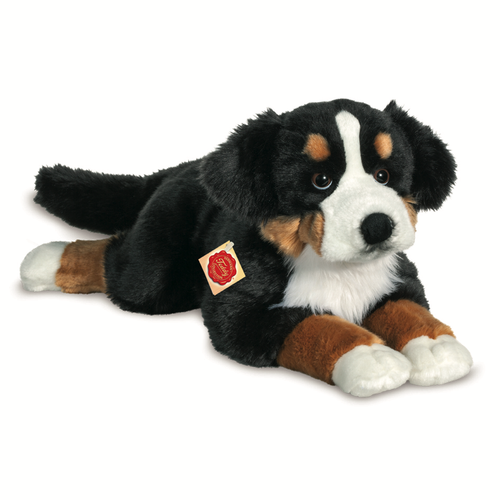 Hermann Teddy Bernese Mountain Dog lying 60 cm