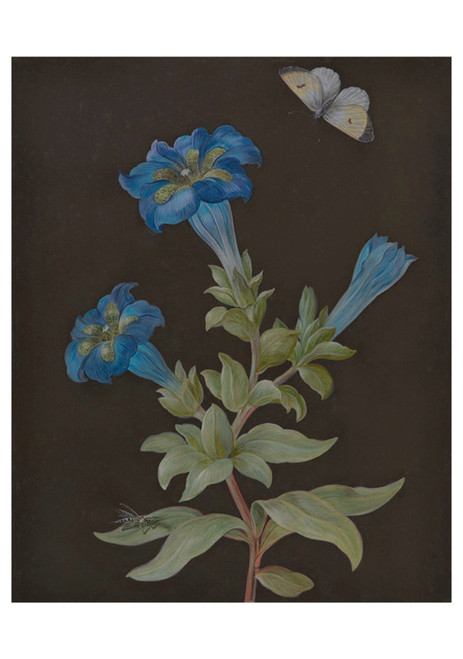 Gentians Birthday Card - Pack of 6