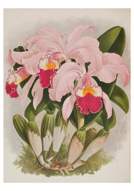 Cattleya Warneri Birthday Card - Pack of 6