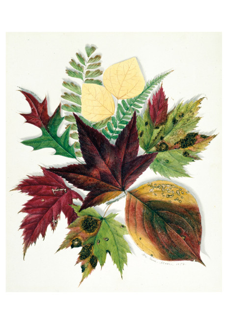 Autumn Leaves Birthday Card - Pack of 6