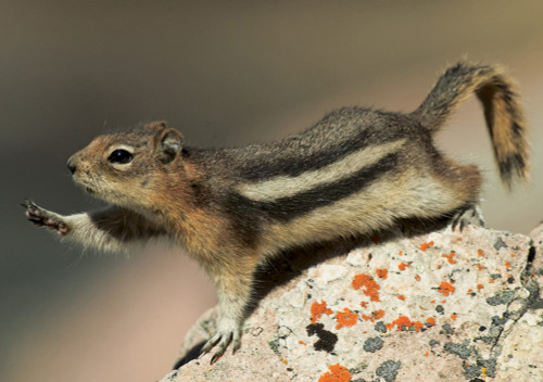 Golden-Mantled Ground Squirrel Notecard - Pack of 6