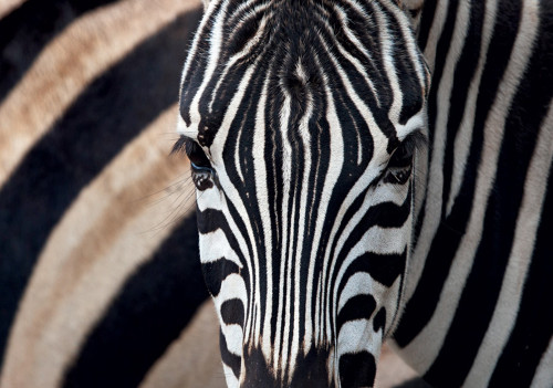 Zebra Notecard - Pack of 6