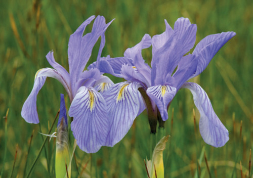 Wild Irises Notecard - Pack of 6