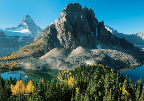 Larch Trees in Autumn below Mount Assiniboine Notecard - Pack of 6