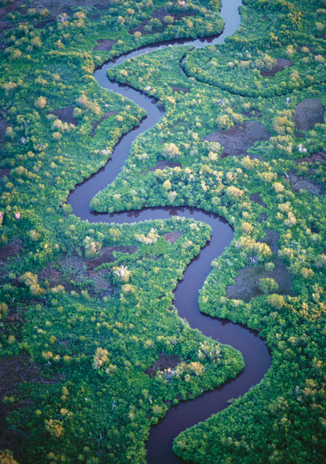 Creek Through Black Mangrove, Everglades National Park Notecard - Pack of 6