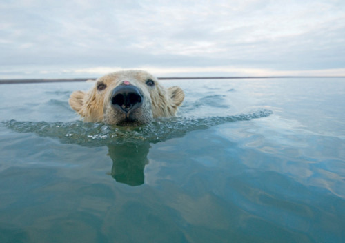 Polar Bear Swimming Notecard - Pack of 6
