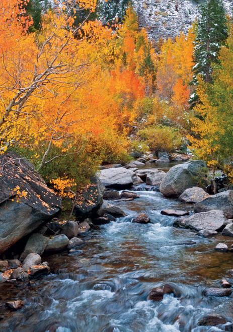 Fall Color along Bishop Creek, Inyo National Forest Notecard - Pack of 6
