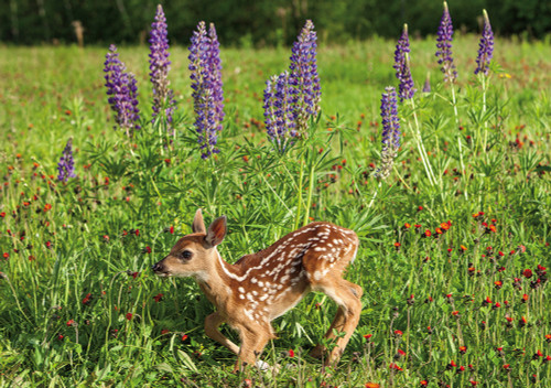 White-tailed Deer Fawn and Wild Lupine Notecard - Pack of 6