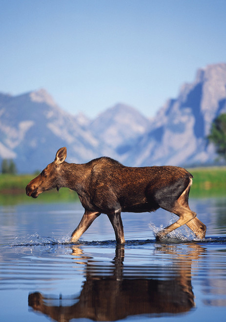 Female Moose Crossing Snake River Notecard - Pack of 6
