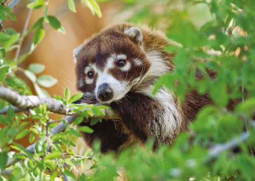 Coatimundi in a Tree Notecard - Pack of 6