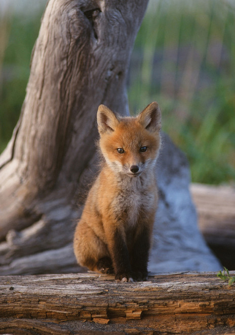 Red Fox Pup Notecard - Pack of 6