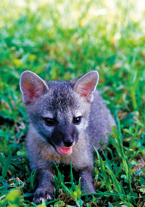 Gray Fox Pup Notecard - Pack of 6